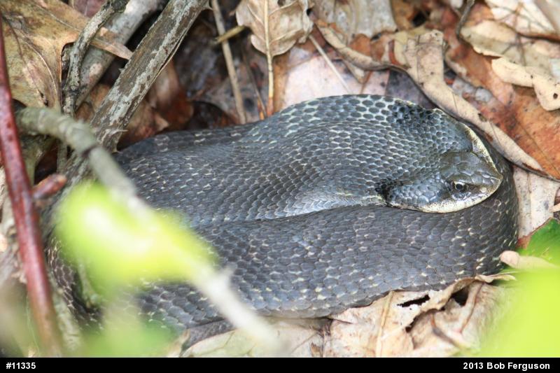 Eastern Hog-nosed Snake