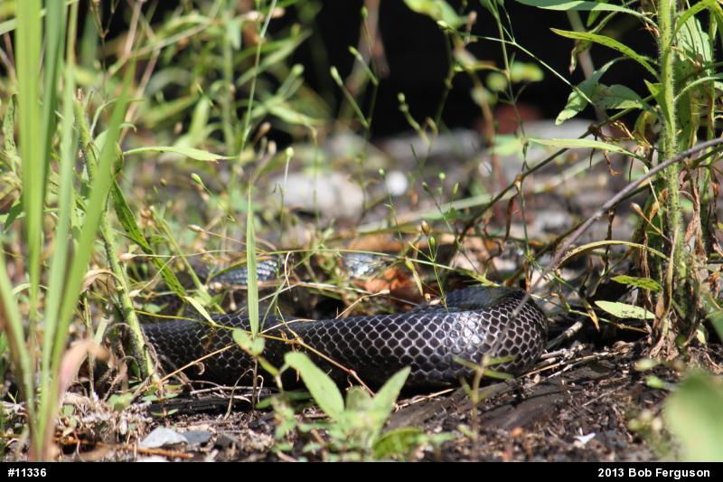 Eastern Ratsnake