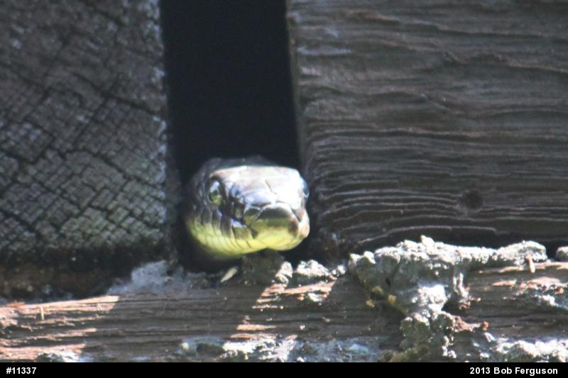 Eastern Ratsnake