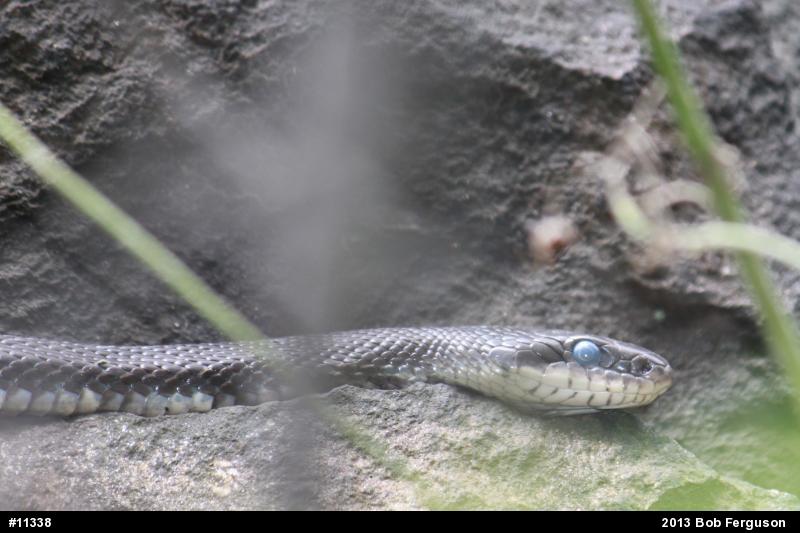 Eastern Ratsnake