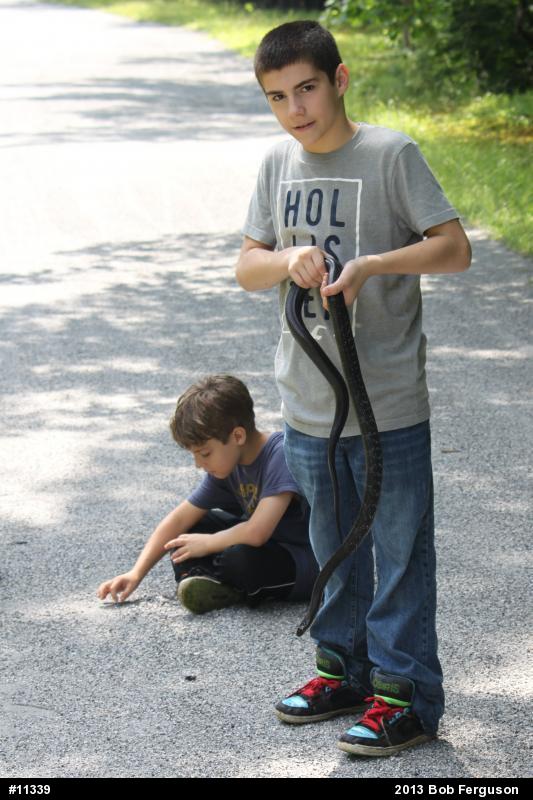 Eastern Ratsnake