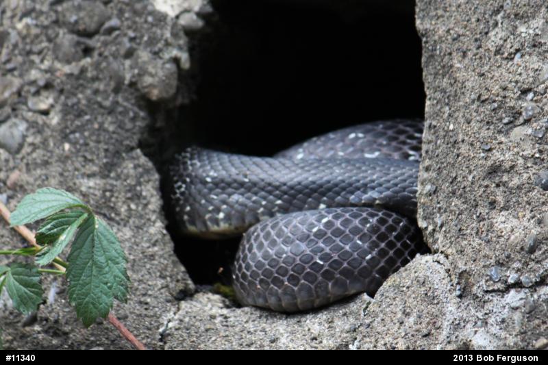 Eastern Ratsnake