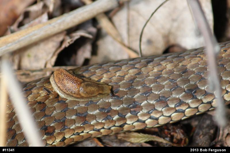 Eastern Gartersnake