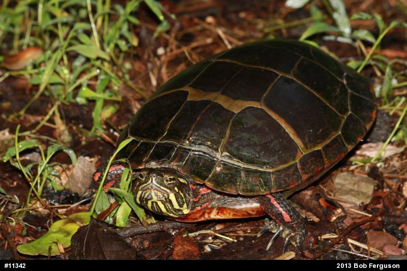 Eastern Painted Turtle