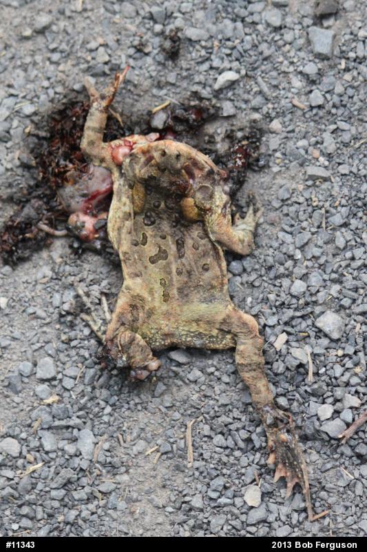 Fowler's Toad