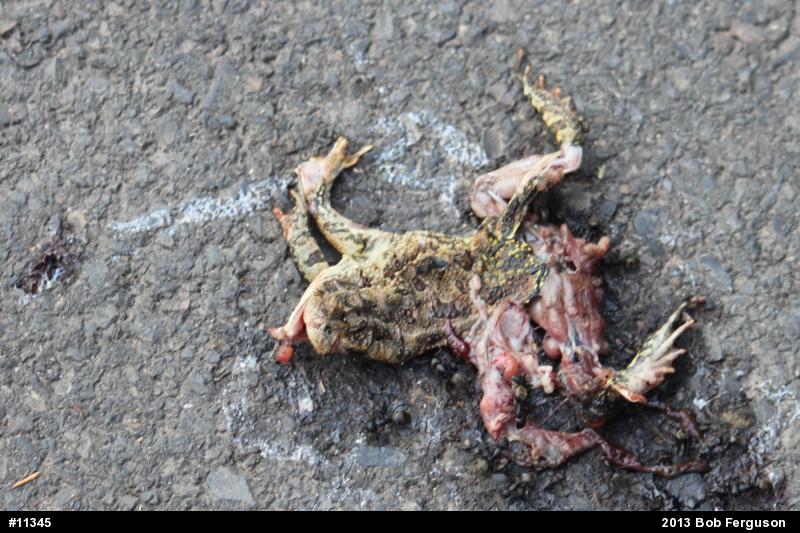 Fowler's Toad