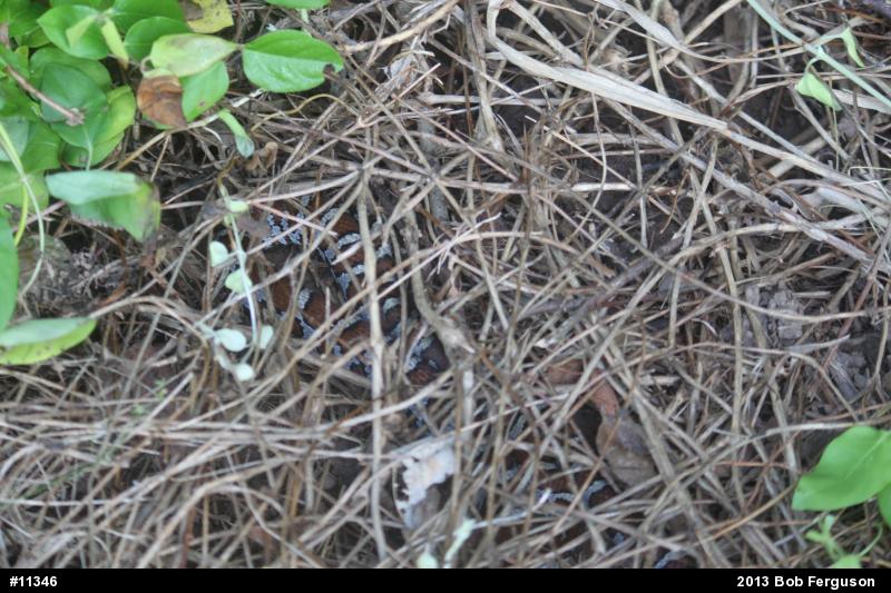 Eastern Milksnake