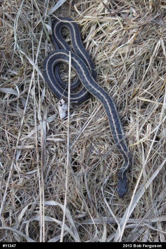 Eastern Gartersnake