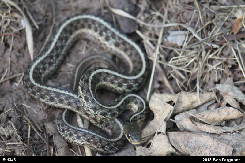 Eastern Gartersnake