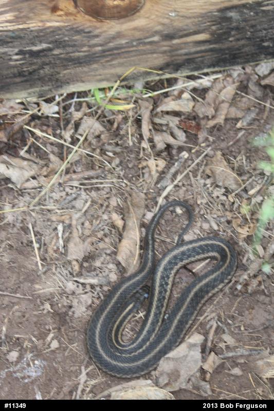 Eastern Gartersnake