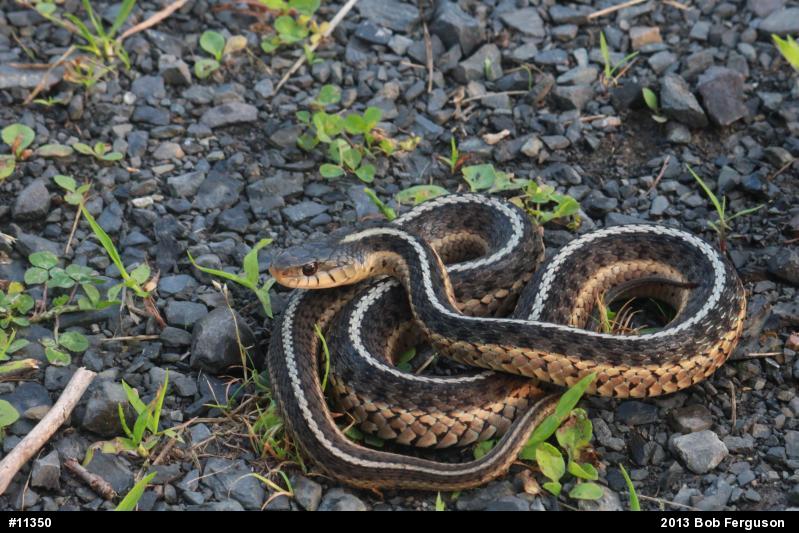 Eastern Gartersnake