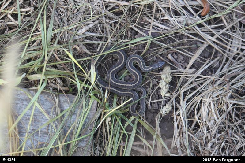 Eastern Gartersnake