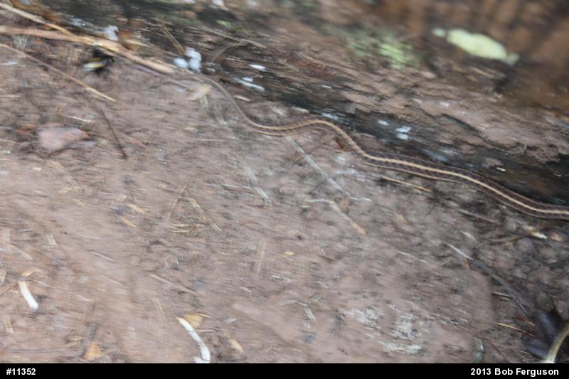 Eastern Gartersnake
