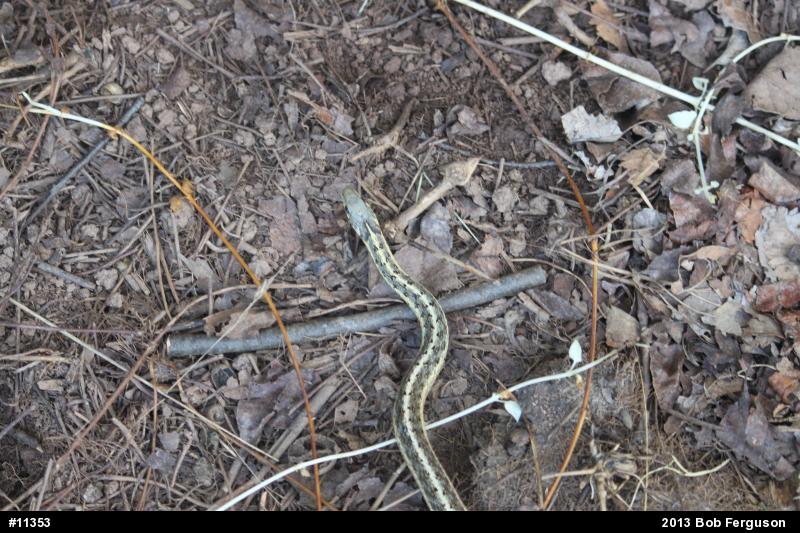 Eastern Gartersnake