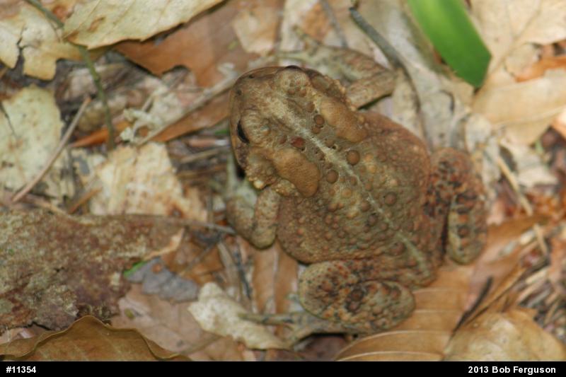 Eastern American Toad