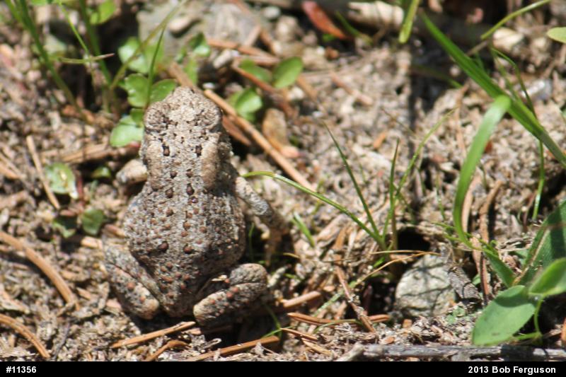 Eastern American Toad