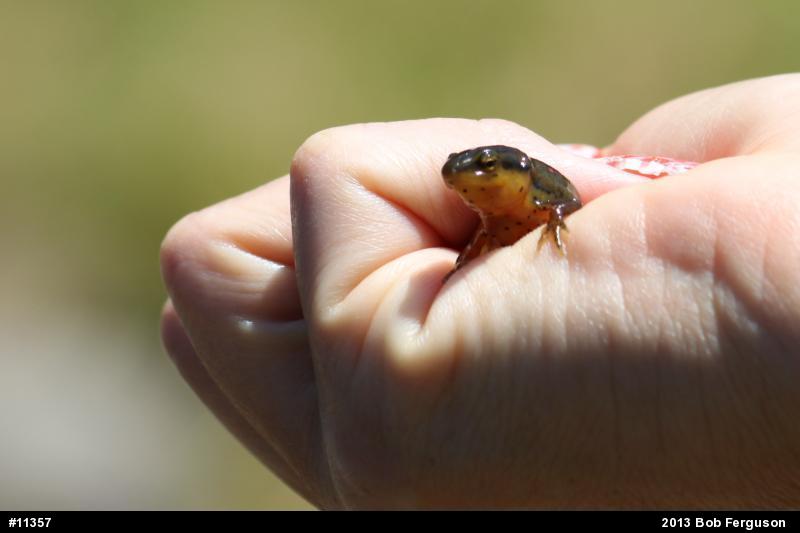 Red-spotted Newt