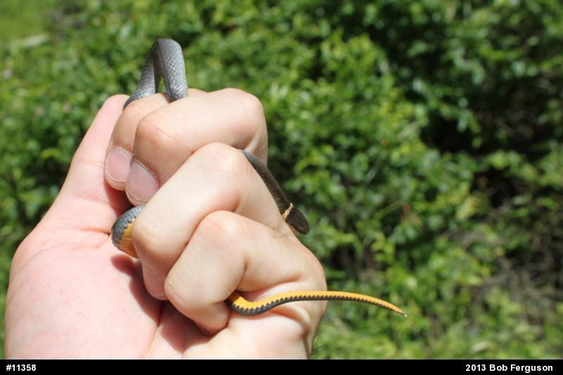 Northern Ring-necked Snake