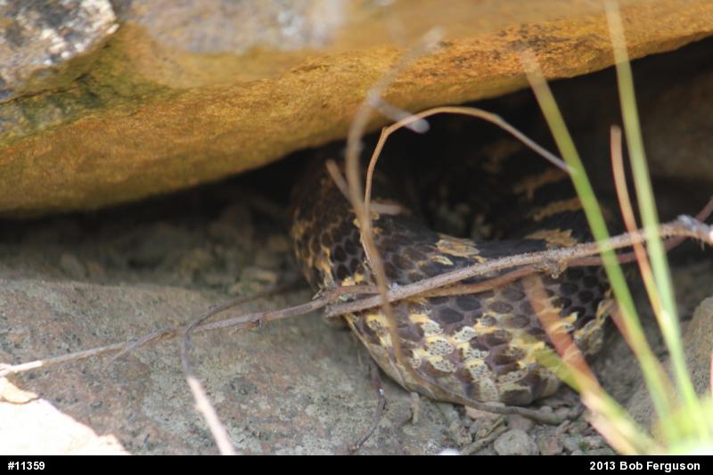 Eastern Hog-nosed Snake