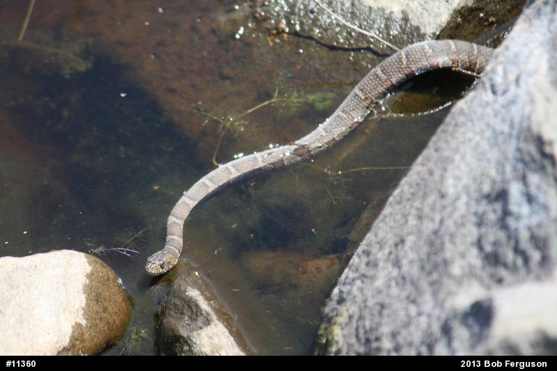 Northern Watersnake