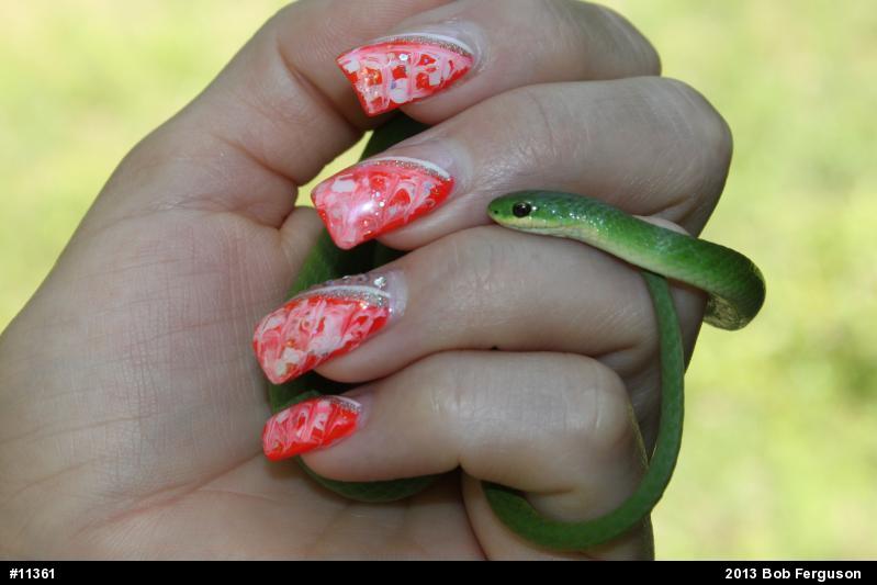 Smooth Greensnake