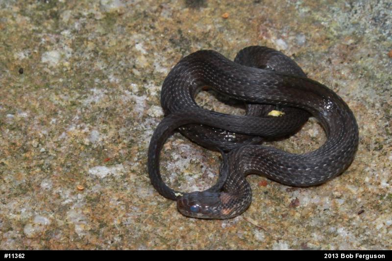 Red-bellied Snake