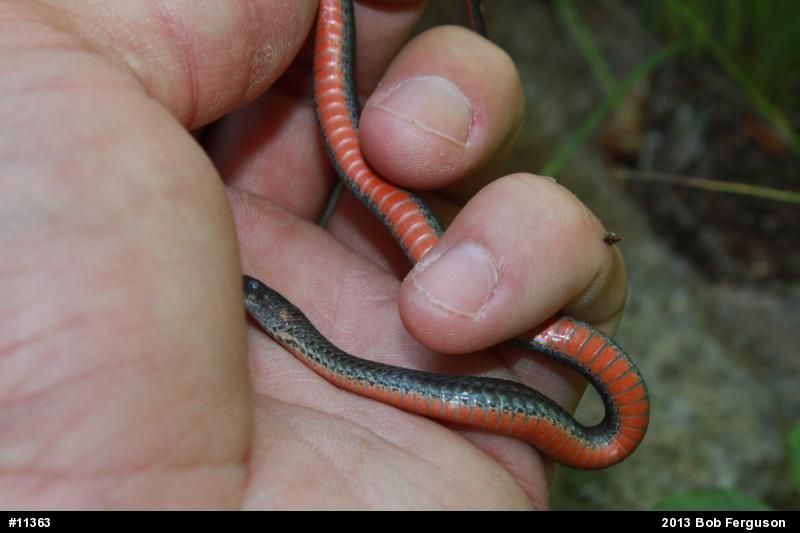 Red-bellied Snake