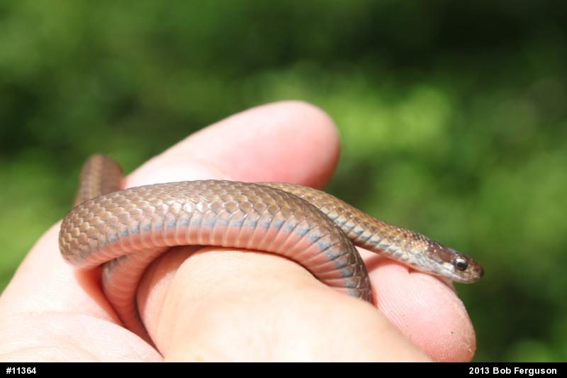 Red-bellied Snake