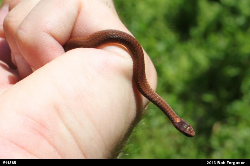 Red-bellied Snake