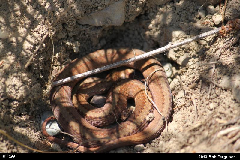 Red-bellied Snake