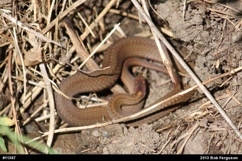 Red-bellied Snake