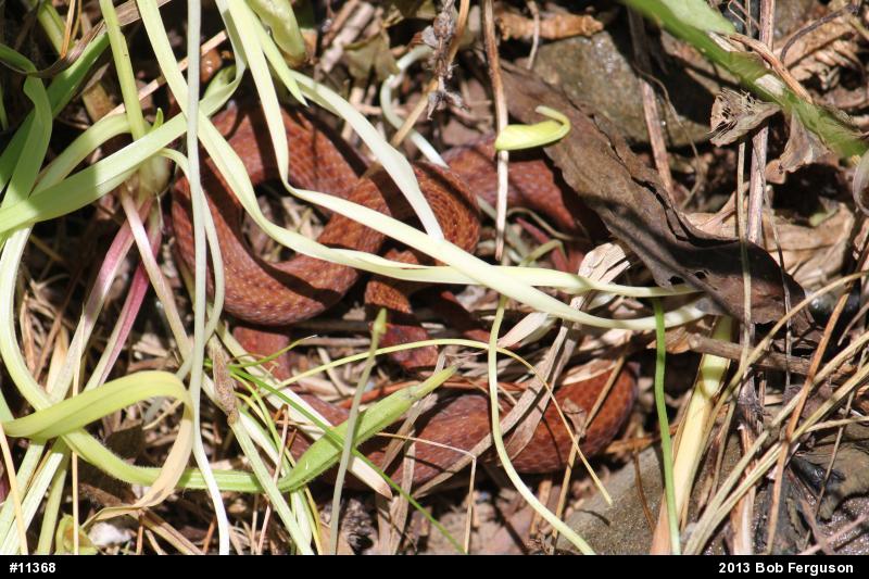 Red-bellied Snake