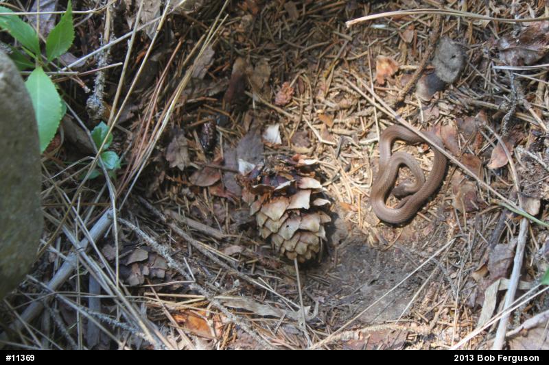 Red-bellied Snake