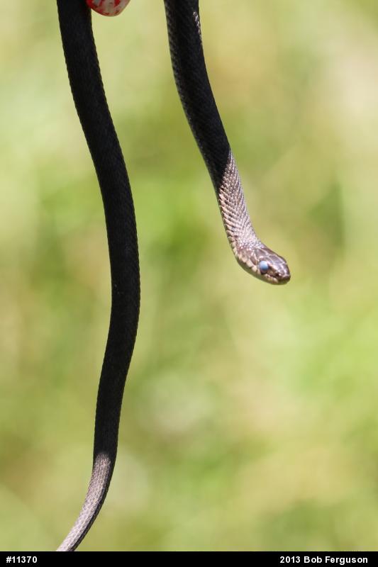 Eastern Gartersnake