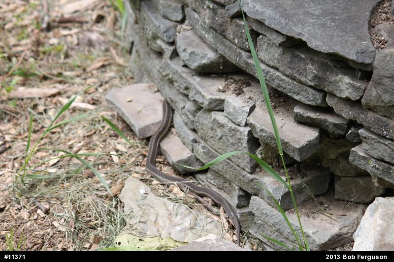 Eastern Gartersnake