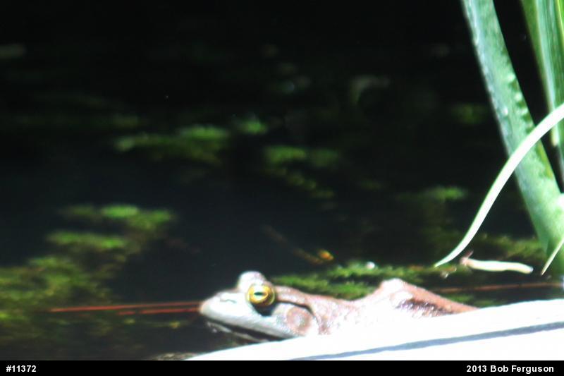 American Bullfrog