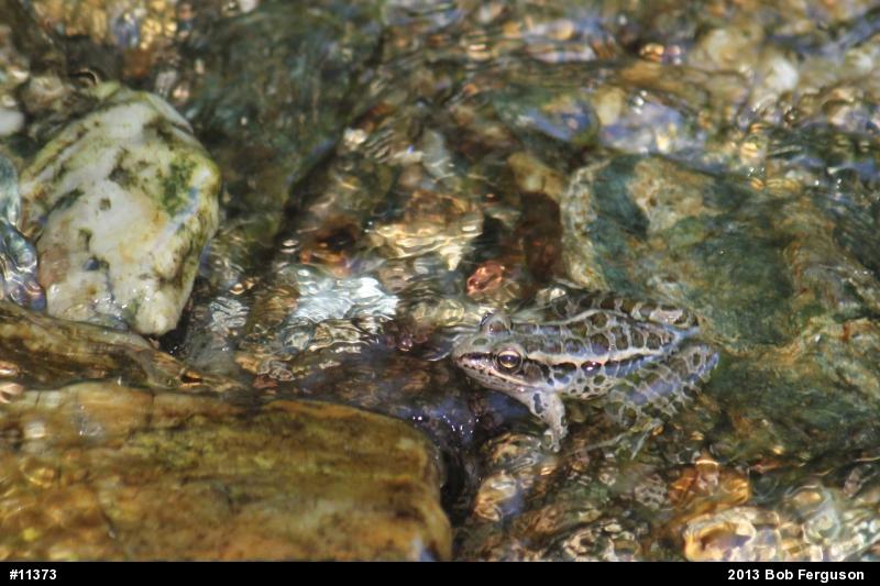 Pickerel Frog