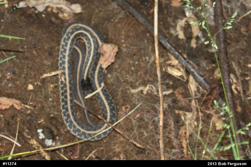 Eastern Gartersnake