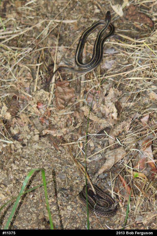 Eastern Gartersnake