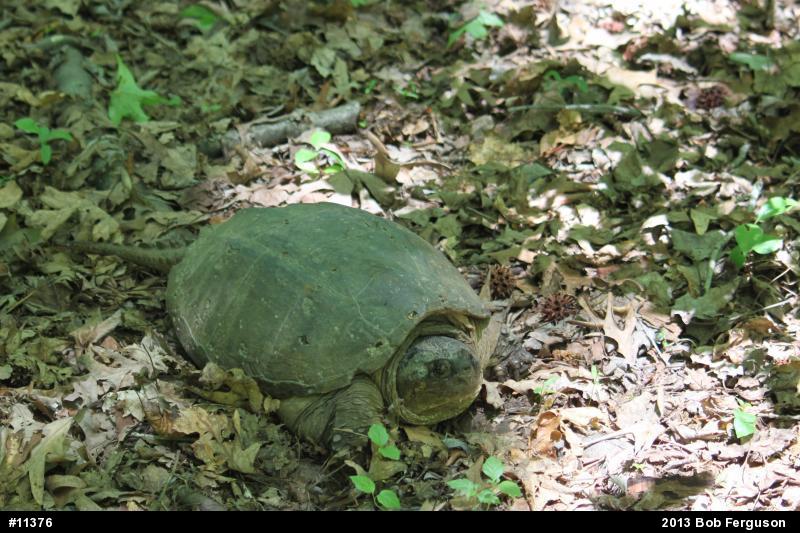 Snapping Turtle