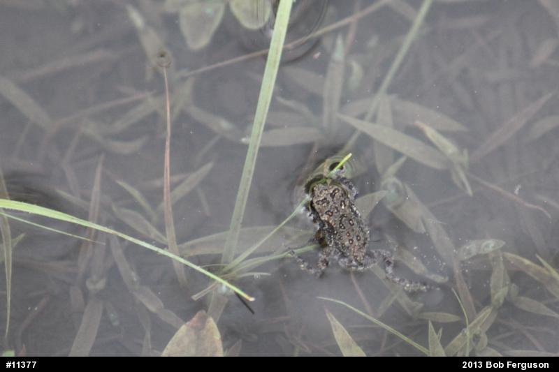 True Toads