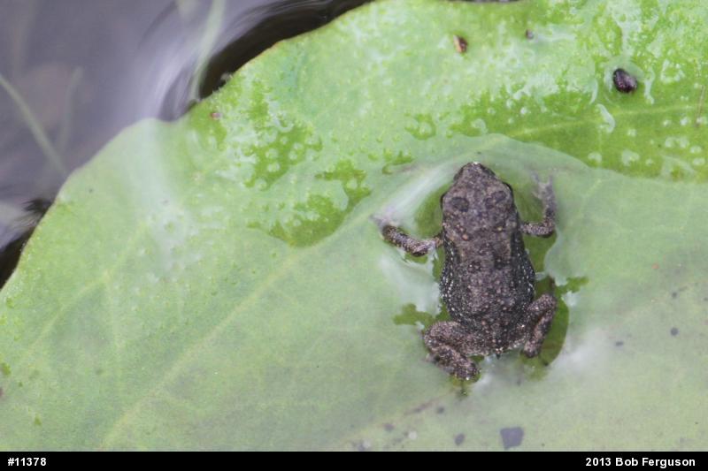 True Toads