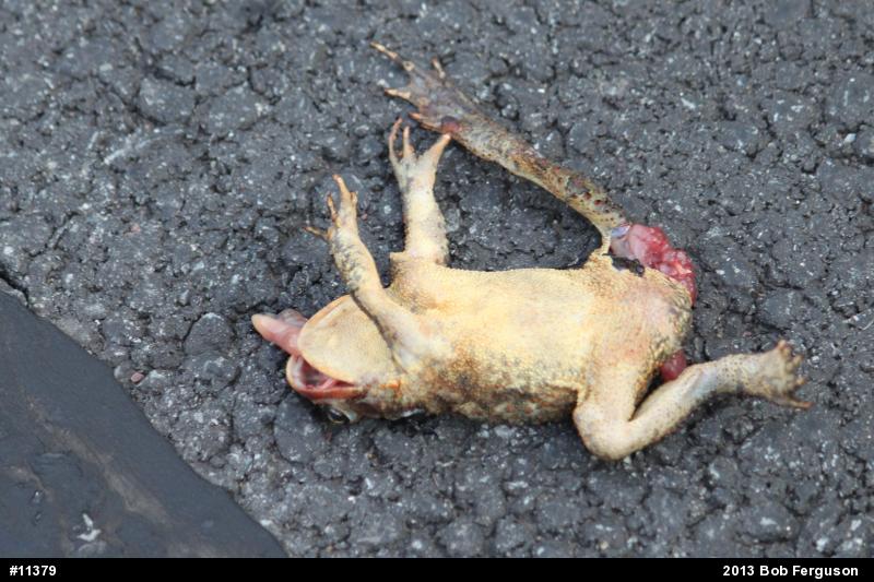 Eastern American Toad