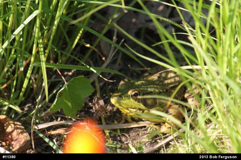 Green Frog
