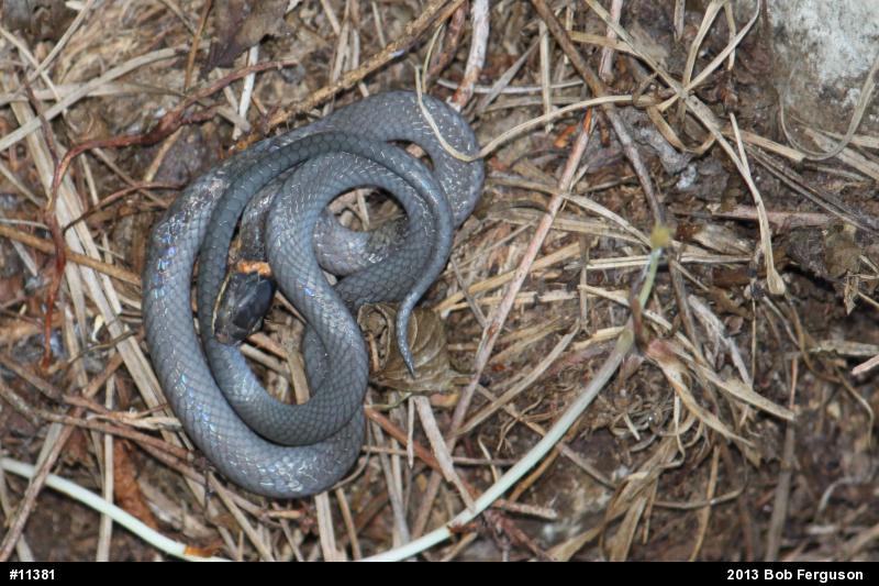 Northern Ring-necked Snake