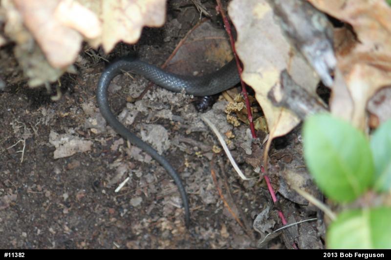 Northern Ring-necked Snake
