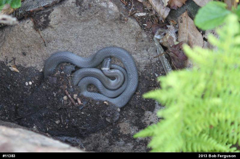 Northern Ring-necked Snake