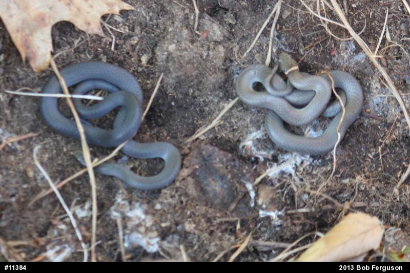 Northern Ring-necked Snake