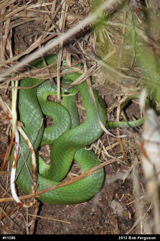 Smooth Greensnake