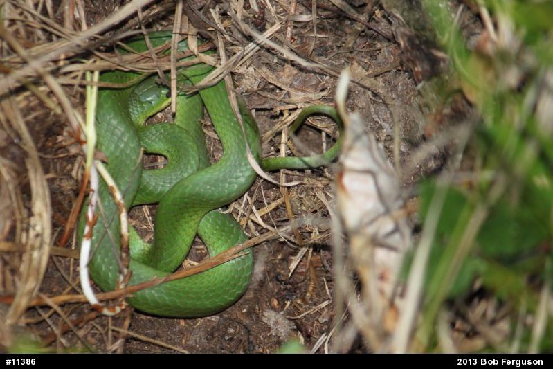 Smooth Greensnake